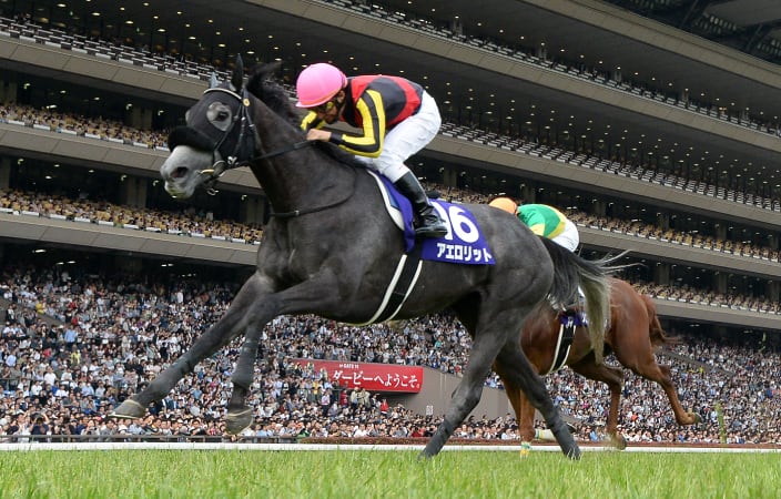 馬 17,164点の馬 顔のストックフォト - Getty Images