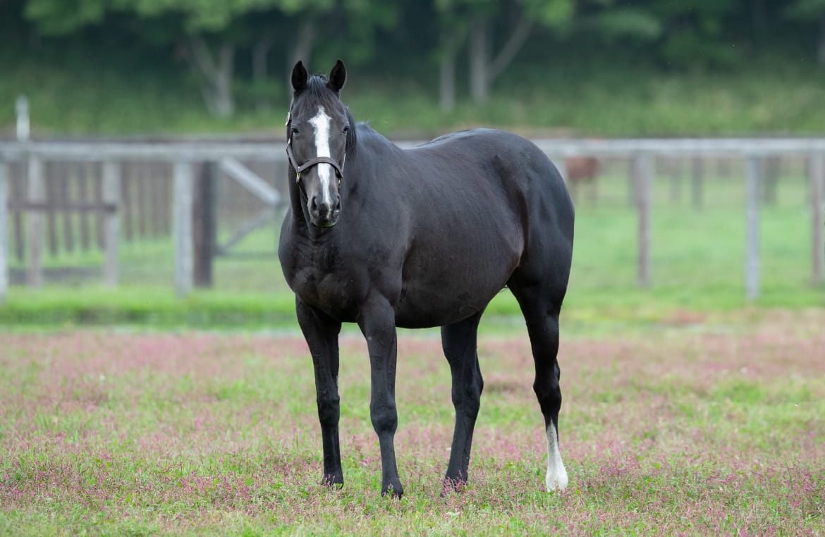 リスグラシュー 馬とともに ノーザンファーム