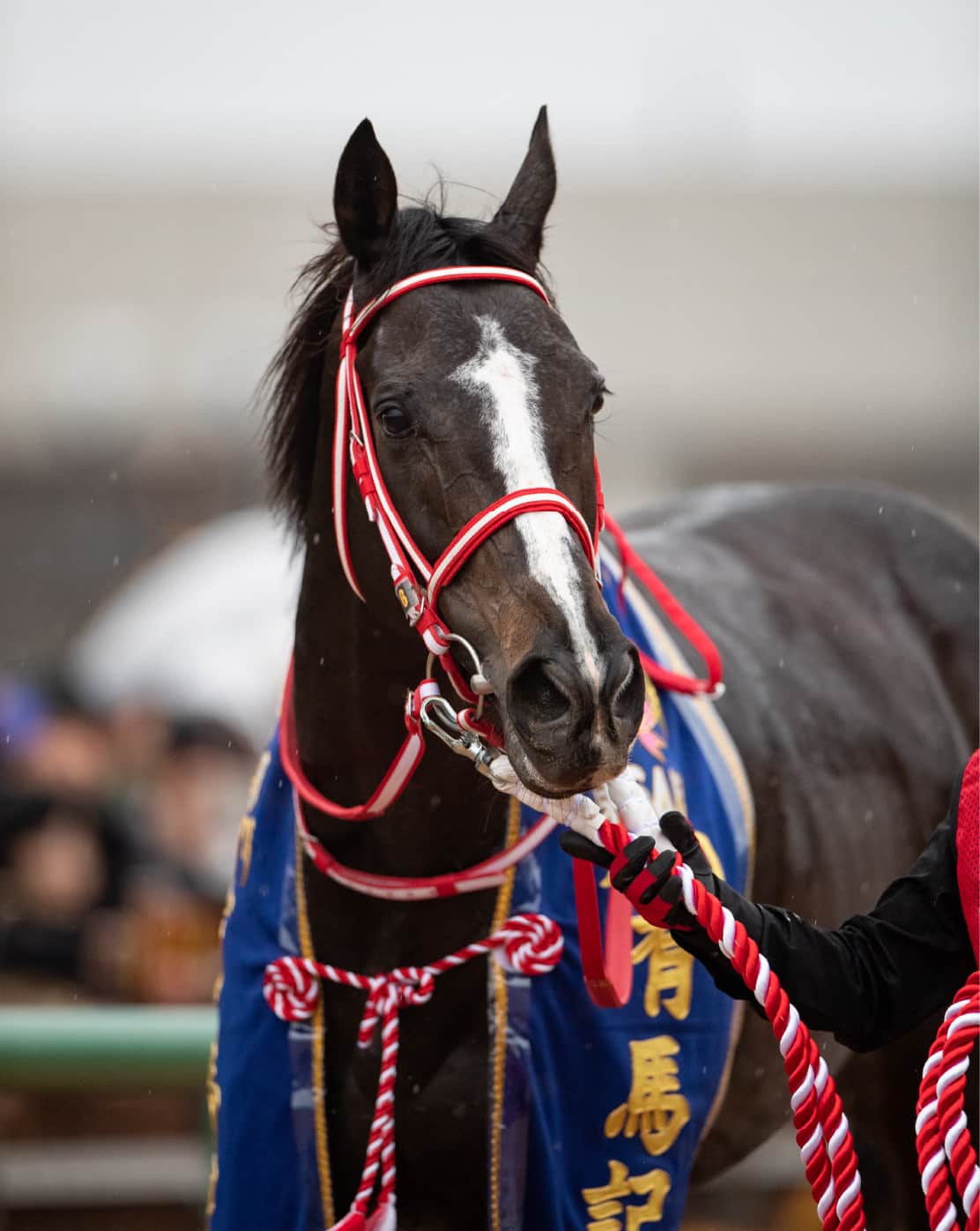 リスグラシュー 馬とともに ノーザンファーム