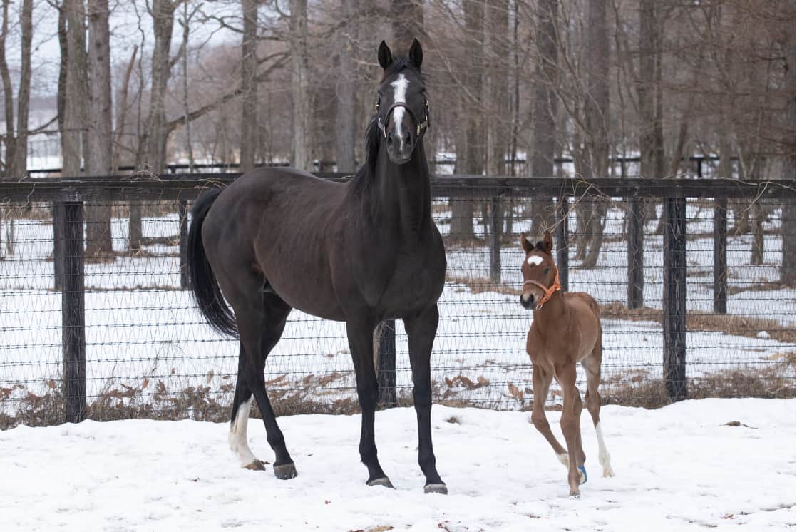 リスグラシュー 馬とともに ノーザンファーム