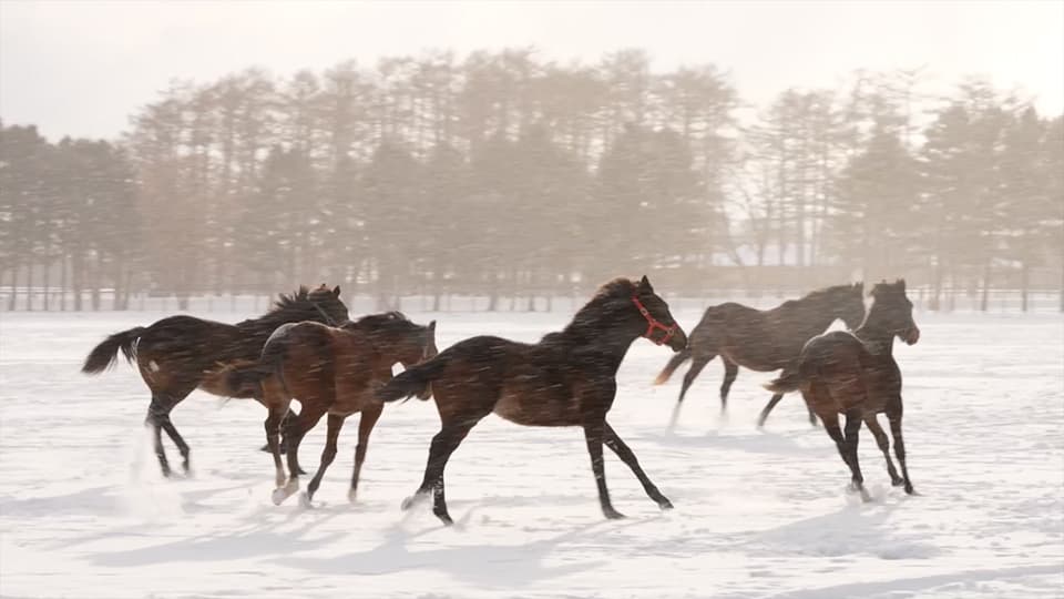 A Day in Winter at Northern Farm