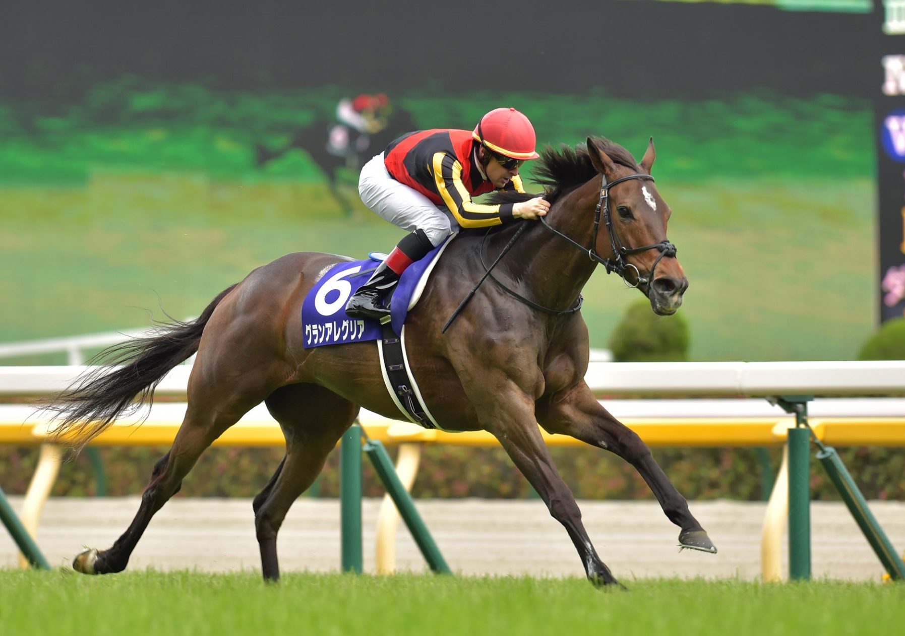 競馬 サイン入り写真 木製フレーム。グランアレグリア 競馬 サイン入り写真 木製フレーム。グランアレグリア 競馬 サイン入り