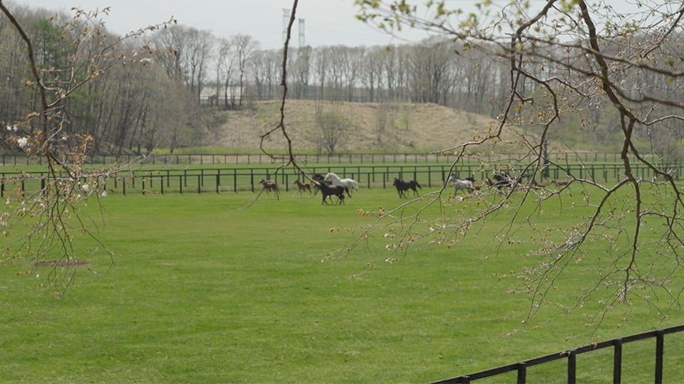 A Day in Spring at Northern Farm