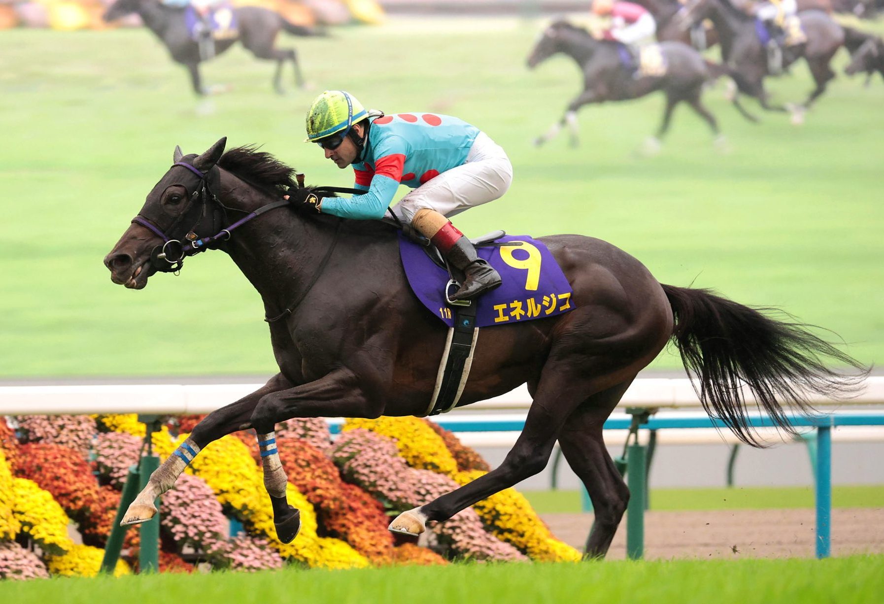 エネルジコの重賞制覇について | 最近の重賞勝馬 | ノーザンファーム